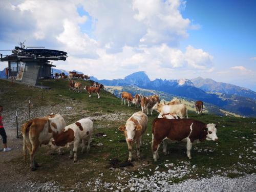 a herd of cows grazing on a hill with mountains at Schans Appartements in Hermagor