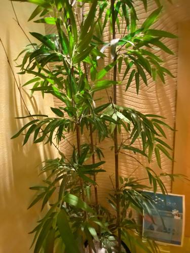 a couple of green plants in a room at リージェンシー in Takata