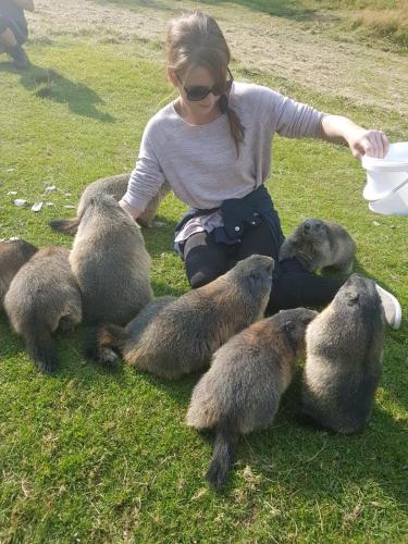 Animales en el chalet de montaña o alrededores