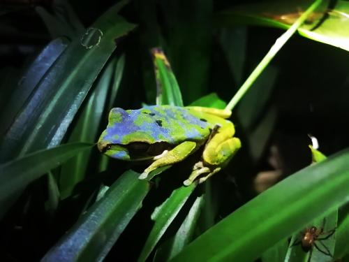a green and blue frog sitting on a plant at Cecropia Ecolodge in Fortuna