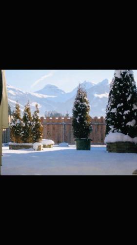 two christmas trees in a yard with snow on the ground at Haus Jochbergerstrasse 116 in Kitzbühel