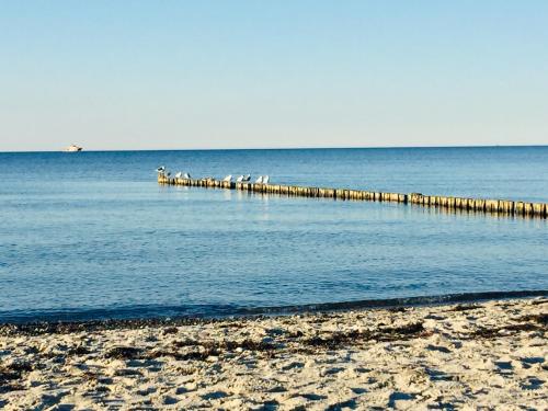 a group of animals standing on a pier in the water at Aparthotel Waterkant Suites - Fewos am Meer mit SPA in Börgerende-Rethwisch