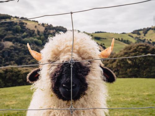 a sheep looking through a fence in a field at Cascade Creek Retreat - near Dunedin in Milton