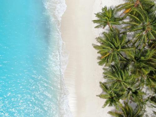 an overhead view of a beach with palm trees and the ocean at Blue Coral Vashafaru Maldives in Vashafaru