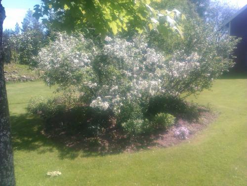 a tree with white flowers in a yard at Stensholms Trädgård in Nässjö