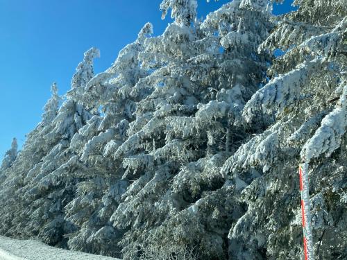 a snow covered tree on the side of a mountain at Hôtel Les Mouflons in Le Mont-Dore