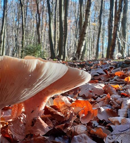 a mushroom on the ground in the woods at Haus S.E.E. in Marienthal