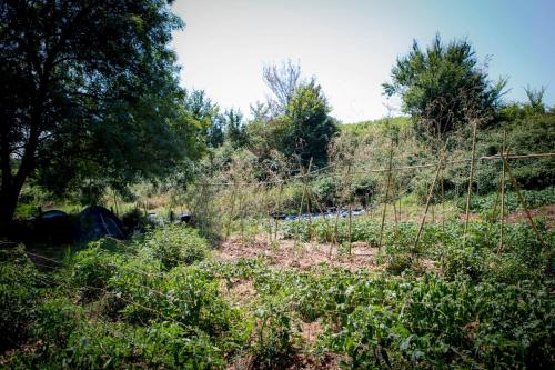 a field with a fence and some trees and bushes at Tente en permaculture pirate in Creysse