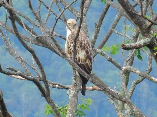 a bird perched on top of a tree branch at GlenMyu Estate in Haputale