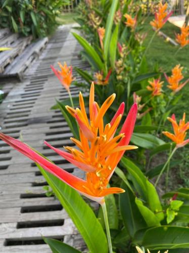 an orange and red flower in a garden at Moon Nest in Dhoāpālong