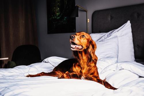a dog that is laying down on a bed at Hotell Södra Berget in Sundsvall