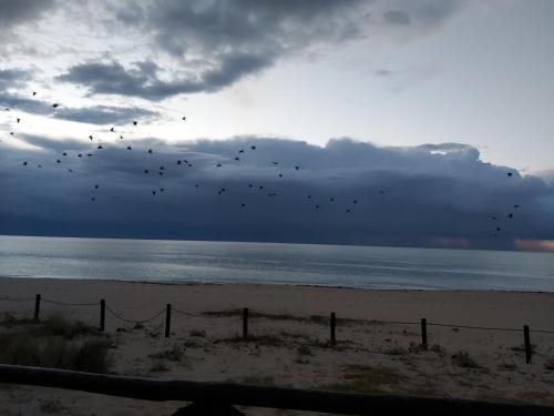 a flock of birds flying over the beach at Casa Martina in Pula