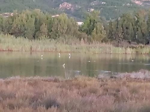 a group of birds swimming in a lake at Casa Martina in Pula
