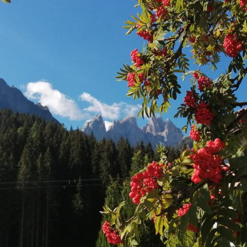 a view of the mountains from a tree with red flowers at Casa Minela in Falcade