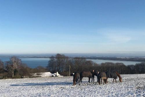 a group of horses grazing in a snow covered field at Villa med fantastisk utsikt in Båstad