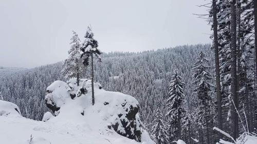 a snow covered mountain with trees in the background at Bungalow Schwarzatalblick in Bad Blankenburg Ortsteil Böhlscheiben in Bad Blankenburg