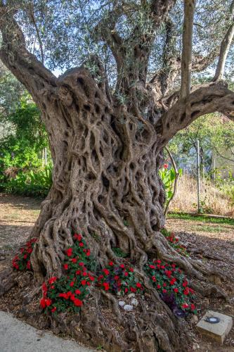 a tree with red flowers in front of it at Apartments Oliva in Utjeha