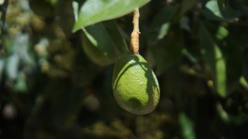 a green avocado hanging from a tree at Hacienda Jimenita Wildlife Reserve in Puembo