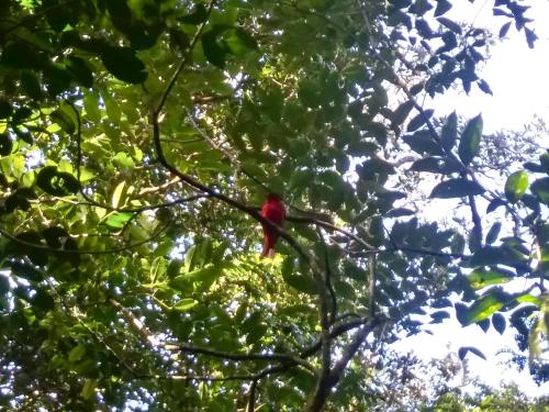 a red bird sitting on a tree branch at Cabañas La Montaña Mountain Lodge in Monteverde Costa Rica