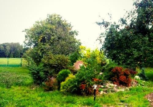 a garden with bushes and trees in a field at Apartamenty Górki Małe in Tuszyn