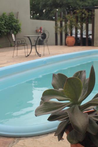 a plant in a pot next to a swimming pool at Munay Hotel Cafayate in Cafayate