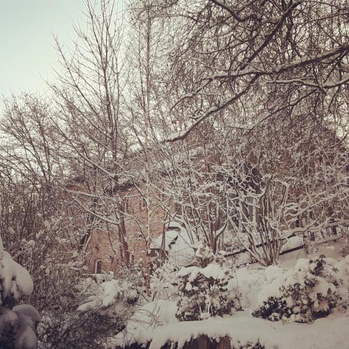 a group of trees with snow on them at B&B Caprice d'Epices in Francorchamps
