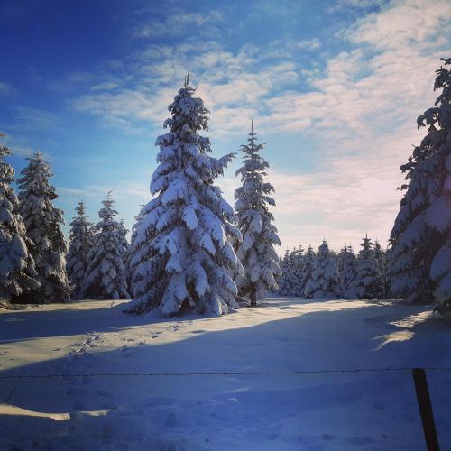 a group of snow covered trees in a field at B&B Caprice d'Epices in Francorchamps