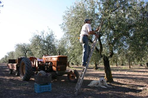 a man standing on a ladder next to a tractor and a dog at Masseria Sant'Agapito in Lucera