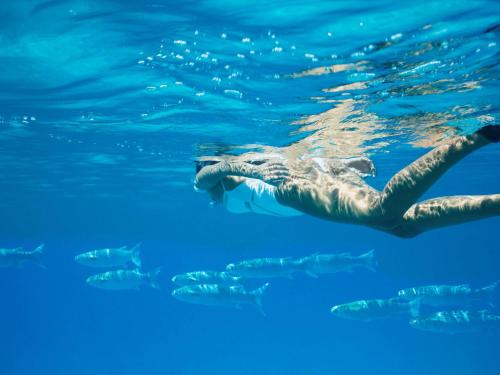 a crocodile swimming in the blue water at Raffles Seychelles in Baie Sainte Anne