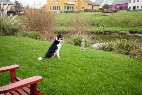 
Pet or pets staying with guests at Aille River Hostel Lodge Doolin
