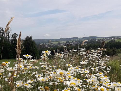 a field of white and yellow flowers in a field at La Vie en Rose hotel in Gouvy