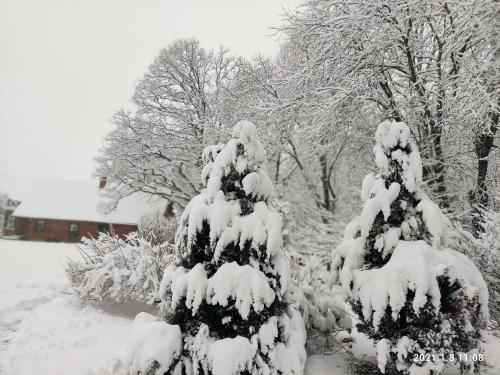 a snow covered pine tree in a yard at Sodyba Basapėdė in Bijutiškis