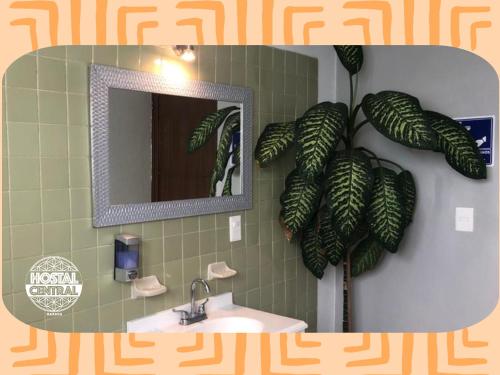 オアハカにあるHostal Central Oaxacaのバスルーム(鏡、シンク、植物付)