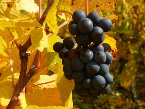 un montón de uvas colgando de un árbol en Le GM Maison de Vacances en Alsace en Mittelwihr