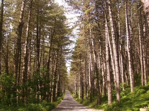 a road in the middle of a forest with tall trees at Cuccaro Club - Val di Vara e Cinque Terre in Rocchetta di Vara