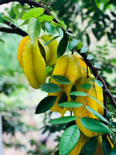 a bunch of yellow bananas hanging from a tree at Ninh Binh Brother's Homestay in Ninh Binh