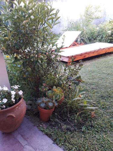 a garden with two potted plants and a bench at La biblioteca in Olavarría