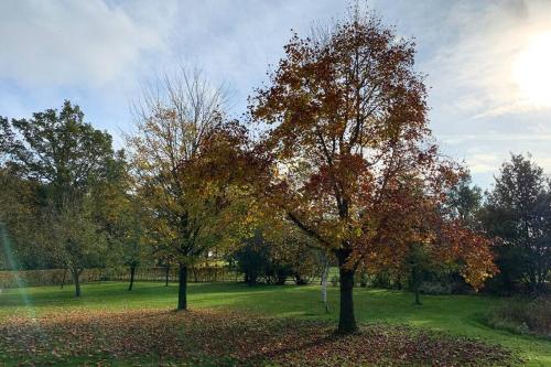 two trees in a park with leaves on the ground at Karibu de Stallen (met Sauna en Stoom douche) in Daarle