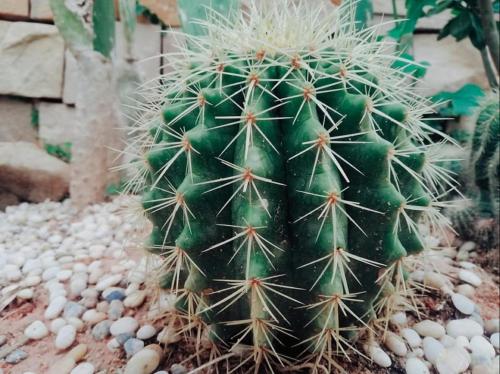 a green cactus sitting on top of rocks at The B Resort in Kampot