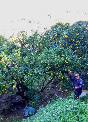 a man standing in front of a lemon tree at Hotel la Maggioressa in Ischia