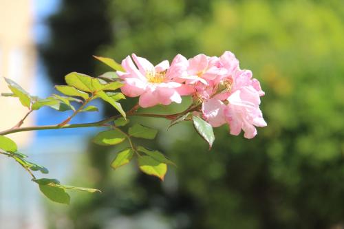 a pink flower on a branch of a tree at Hotel Villa Sophia in Sanremo