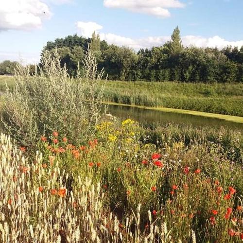 a field of flowers with a river in the background at Little Owls Nest Holiday Home in Wisbech