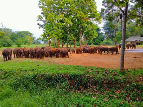 a herd of elephants walking across a dirt field at Nil Diya Mankada Safari Lodge in Udawalawe