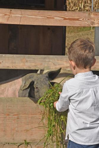 a young boy feeding a rabbit with greens at am Jaukhof Familie Stiendl in Neudorf im Sausal