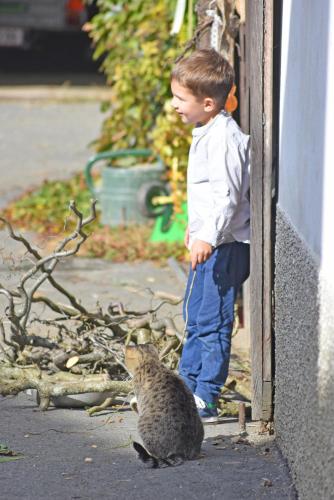 a little boy looking at a cat in front of a building at am Jaukhof Familie Stiendl in Neudorf im Sausal