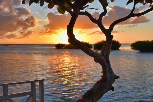 a tree in front of the water with a sunset at Indian Mound in Tavernier