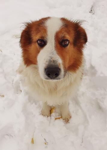 a brown and white dog standing in the snow at Cà Gennara Agri B&B in Porretta Terme