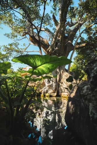 オアステペックにあるHotel Quinta Moctezumaの大緑の池