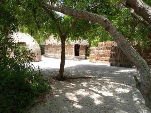 a tree in the middle of a courtyard with a building at Room in BB - Mida Creek Eco Camp - lodge 