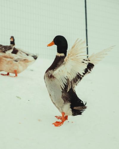 シャレーの敷地内または近くにいる動物